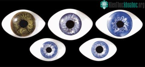 Mắt thay đổi kích thước theo tuổi tác
