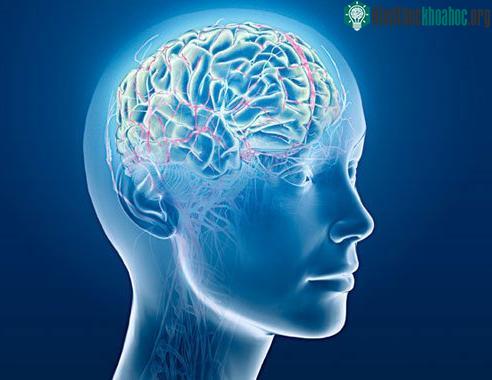 Các nhà khoa học đã có thể biết được một người dự định làm gì khi dùng máy cộng hưởng từ quét quá trình hoạt động của não bộ.
