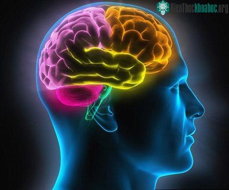 Não bộ của con người khó thông minh hơn nữa