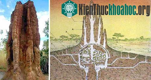 Kinh nghiệm xây dựng từ mối ảnh 0