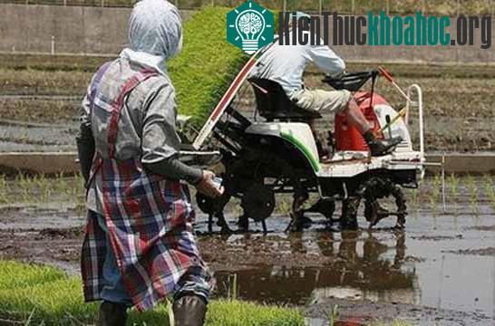 Nông nghiệp là động lực chính tạo nên sự đa dạng ngôn ngữ trong lịch sử thế giới.