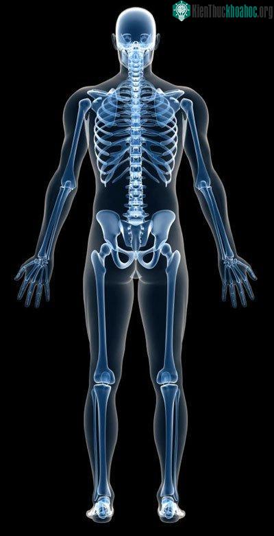 Vai trò quan trọng của xương tiếp tục được khẳng định - Ảnh: Science Daily