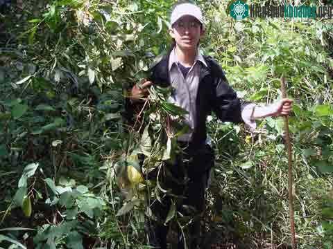 Phát hiện loài cây chữa bệnh ung thư ảnh 0