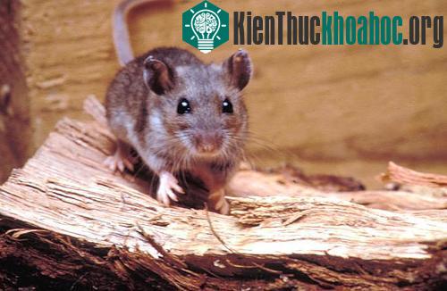Chuột nai là tác nhân truyền bệnh hantavirus. (Ảnh: Geology)