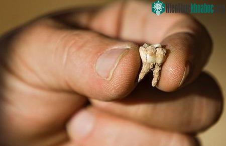 Trung Đông có thể là cái nôi của loài người ảnh 0