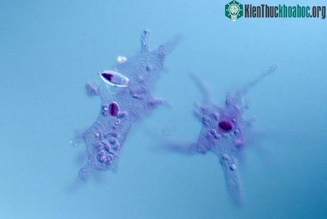 Sự tồn tại của linh hồn, sự sống? ảnh 0
