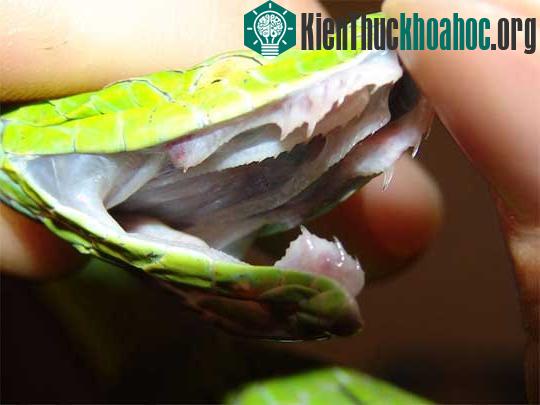 Bí ẩn của người phụ nữ không biết sợ ảnh 0