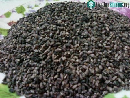 Cám nếp cẩm có nhiều chất chống oxy hóa hơn việt quất ảnh 0