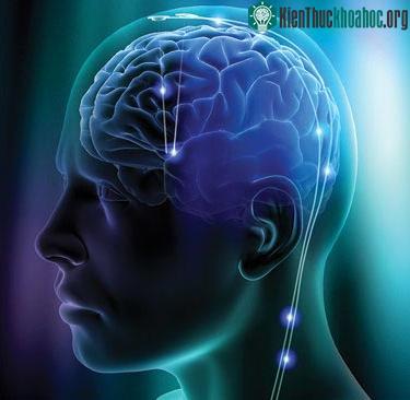 Não bộ của con người đang ngày càng thu nhỏ ảnh 0