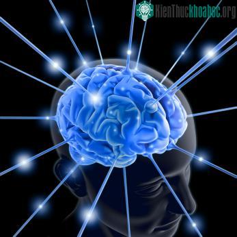 Vỏ não càng rộng, não càng thông minh? ảnh 0