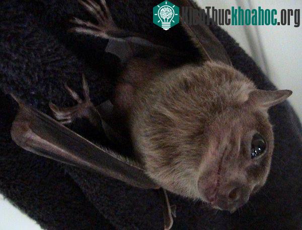 Dơi ăn hoa quả Phi châu là vật chủ trung gian của virus Marburg ảnh 0