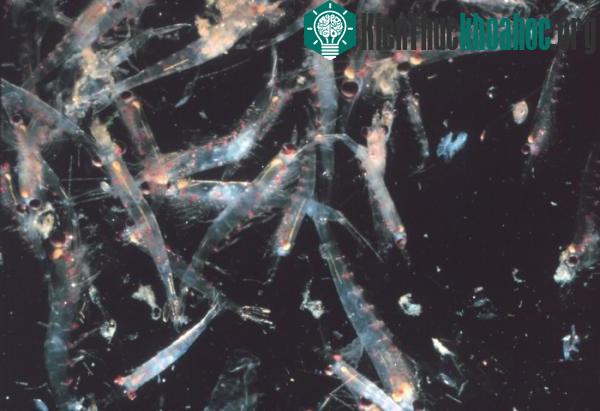 NOAA cấm khai thác nhuyễn thể ảnh 0