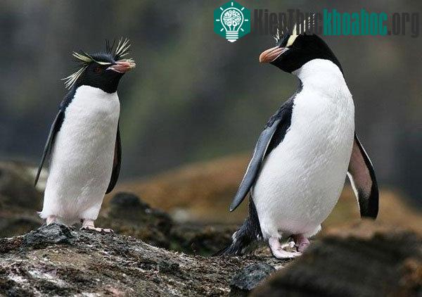 Khám phá những điều thú vị về loài chim cánh cụt