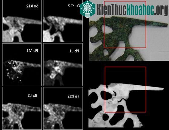 Ảnh mẫu vật và các hình ảnh chụp qua tia X.