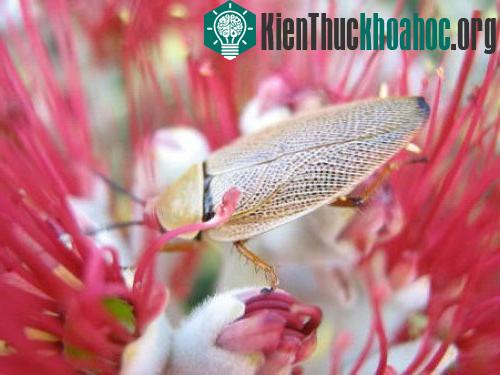 Vì sao gián sống được ngay cả khi đã... mất đầu? ảnh 1