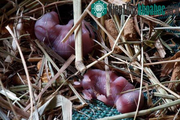 Những điều thú vị ít ai biết về loài chuột