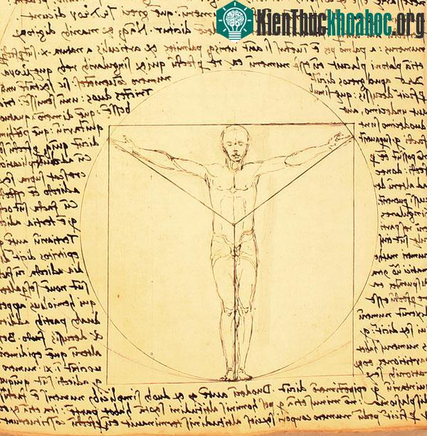 Tác phẩm “Người Vitruvius” của Giacomo Andrea. Có ý kiến nghi ngờ danh họa Leonardo da Vinci đã sao chép bức họa này để tạo nên kiệt tác của mình.