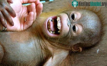 Người là loài duy nhất cười nhạo đồng loại ảnh 1