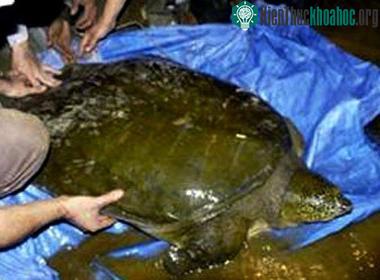 Nên cho cụ Rùa Hồ Gươm "sống thử" ảnh 1