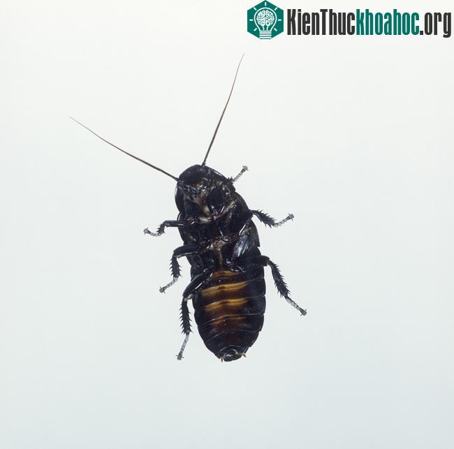 Ăn thức ăn kém dinh dưỡng khiến gián béo hơn ảnh 1
