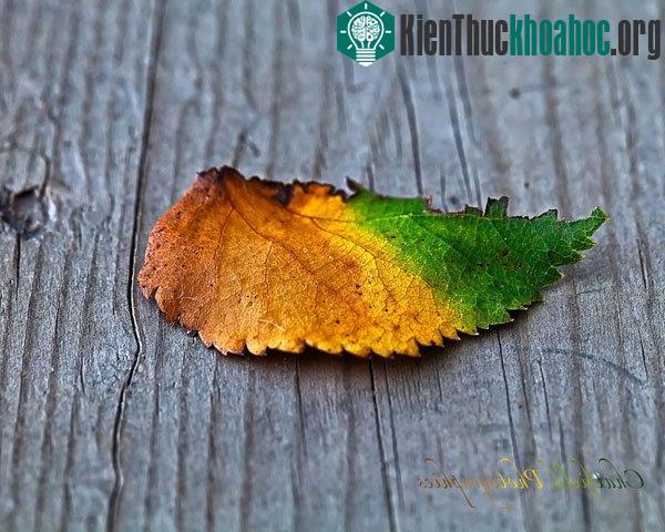 Lý giải hiện tượng lá cây đổi màu vào mùa thu