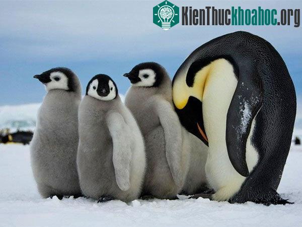 Khám phá những điều thú vị về loài chim cánh cụt