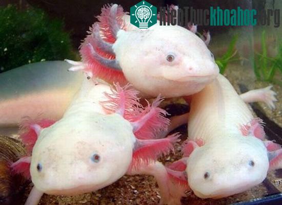 Con axolotl