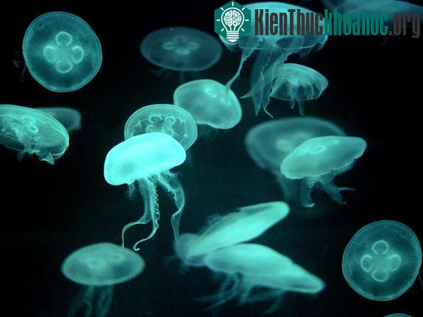 Đi tiểu lên vết sứa đốt sẽ làm dịu cơn đau
