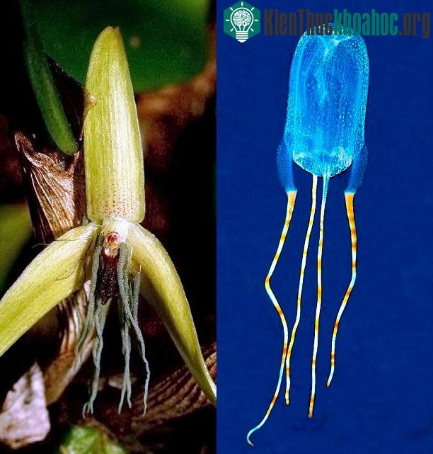 Loài sứa Tamoya Ohboya và hoa phong lan nở hoa về đêm