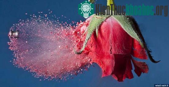 Cận cảnh sức công phá của viên đạn ảnh 7