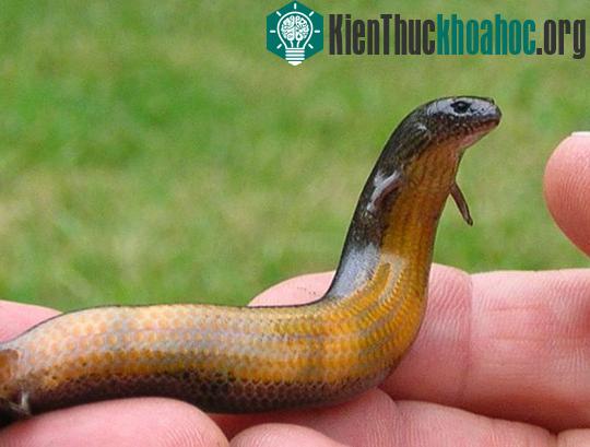 10 phát hiện ấn tượng nhất trong năm 2010 ảnh 7