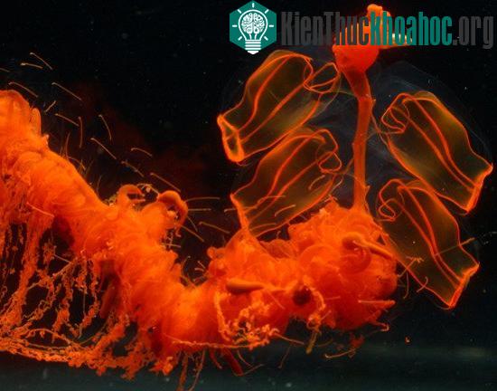 Loài siphonophore