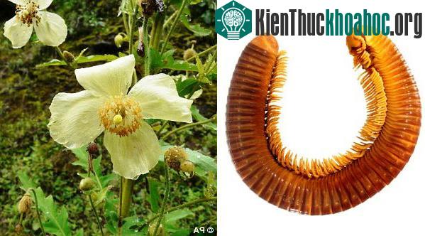 Sinh vật nhiều chân khổng lồ và hoa anh túc nở cách mặt đất