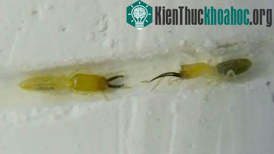 Nhát cắn của mối nhanh nhất thế giới ảnh 0