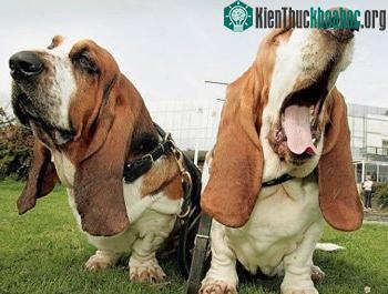 Chó bị lây 'bệnh' ngáp từ người ảnh 0