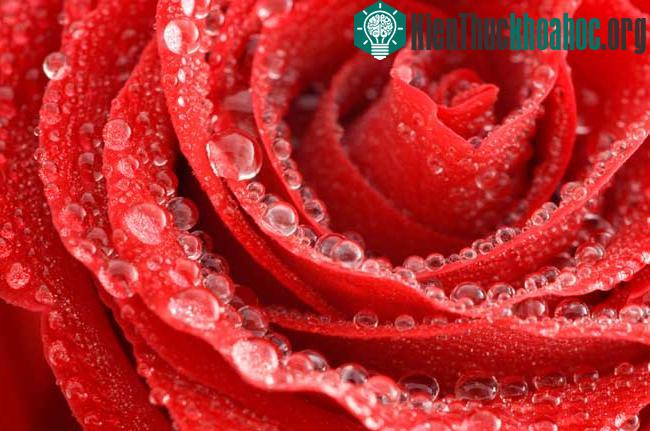 Tại sao sương lại đọng trên cánh hoa? ảnh 0