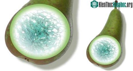 Tại sao lê dễ hỏng hơn táo trong quá trình bảo quản? ảnh 0