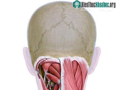 Não lớn không có nghĩa là thông minh hơn ảnh 0