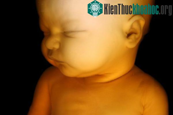 Vòng tuần hoàn “ngủ” của bào thai ảnh 0
