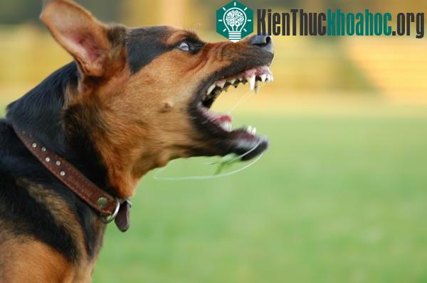Nếu bạn hung hãn, chó của bạn cũng vậy ảnh 0