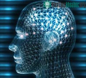 (Ảnh: Brainadvance)
