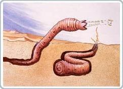 Hình vẽ "sâu" tử thần ở Mông Cổ.