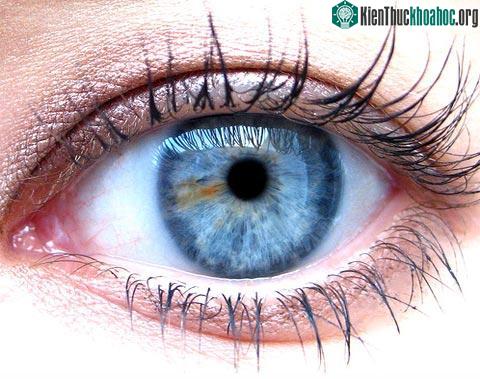 Mắt người có sức hút kỳ lạ ảnh 0
