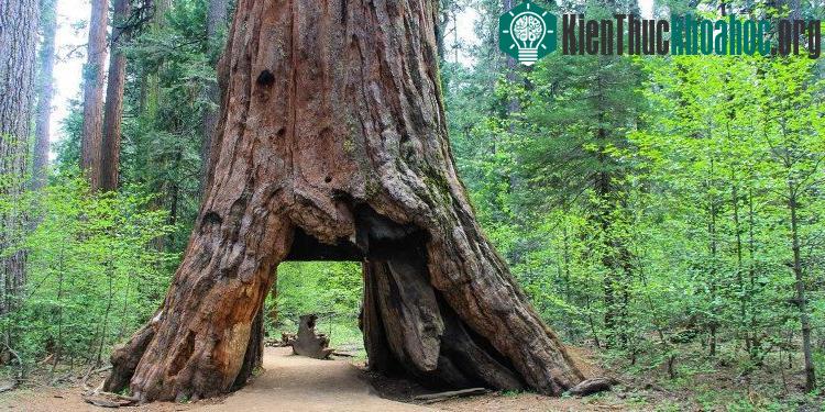 Cây tùng cổ thụ, biểu tượng của bang California đã bị bão quật ngã.