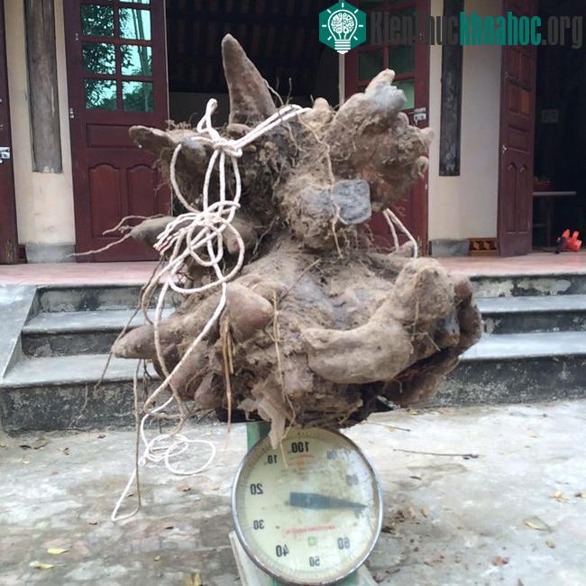Củ khoai vạc rồng nặng tới 73kg.