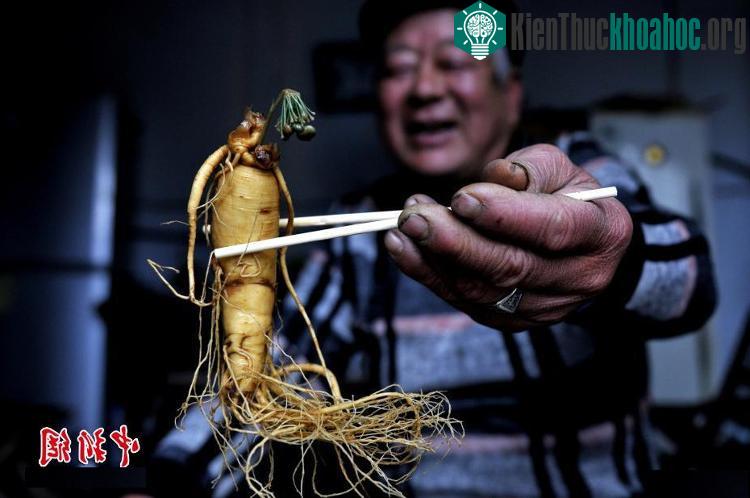 Củ nhân sâm ngâm trong rượu 7 năm bỗng nở hoa xanh.