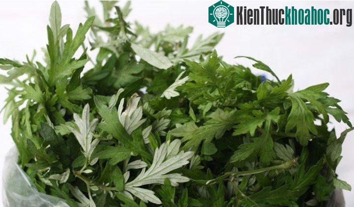 Ngải cứu còn được biết đến với các tên gọi như cây giải cảm, cây thuốc cứu, cây thuốc cao....