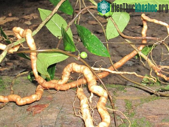 Trong tự nhiên, ba kích có hai loại đó là ba kích tím và ba kích trắng.