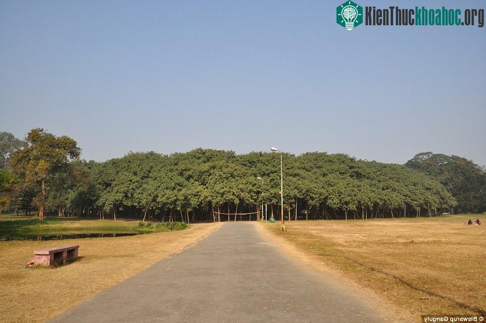 Cây cổ thụ 250 năm tuổi này được gọi là The Great Banyan.