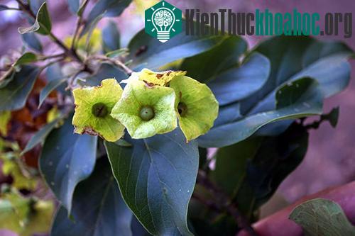 Hoa của loài cà điện Karomia fragrans. (Ảnh: Phùng Mỹ Trung).